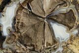 Polished Petrified Wood (Schinoxylon) Round - Wyoming #184843-1